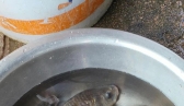 買(mǎi)鯽魚(yú)，怎么看是野生鯽魚(yú)還是人工鯽魚(yú)？