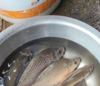 買(mǎi)鯽魚(yú)，怎么看是野生鯽魚(yú)還是人工鯽魚(yú)？